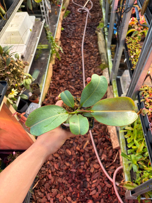 Nepenthes (eymae x clipeata) x veitchii ‚candy‘ 15-20cm