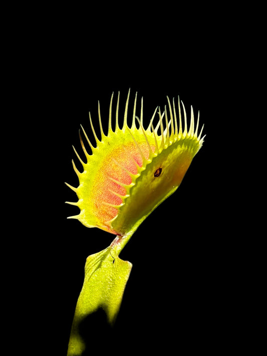 Dionaea muscipula 'DC/XL'