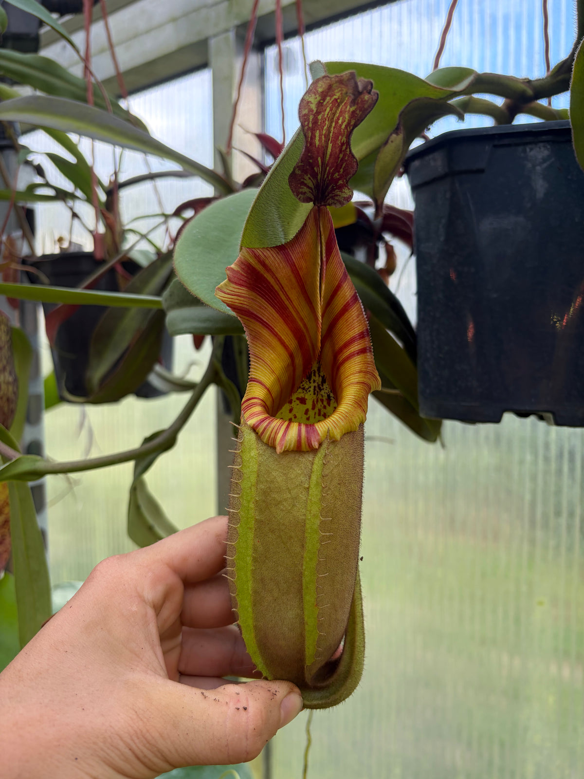 Nepenthes veitchii ‚Murud‘ 10-15cm