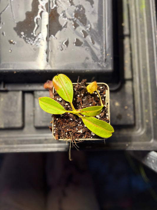 Nepenthes burbidgeae x petiolata 7-10cm
