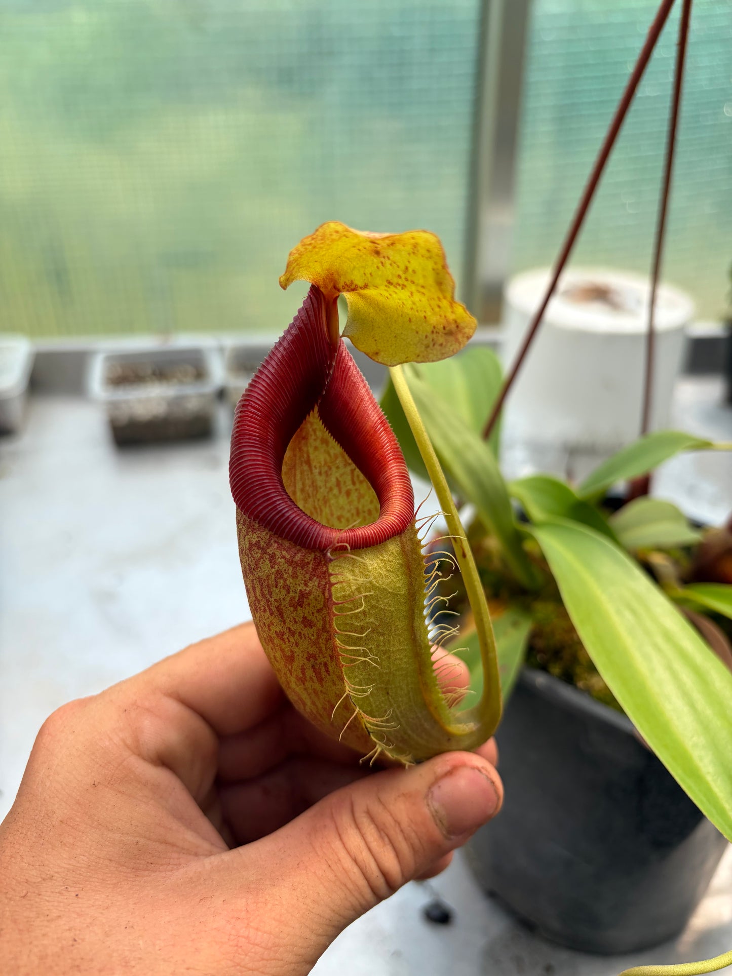 Nepenthes spathulata x flava