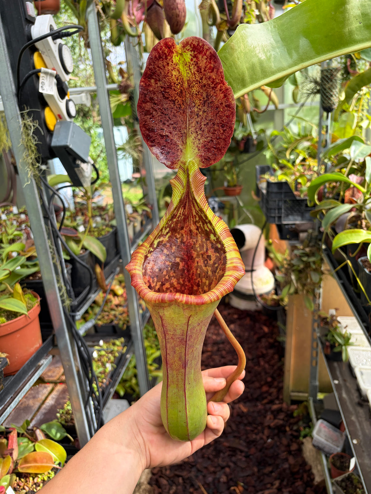 Nepenthes lowii x truncata ‚unknown grex - rooted cutting‘