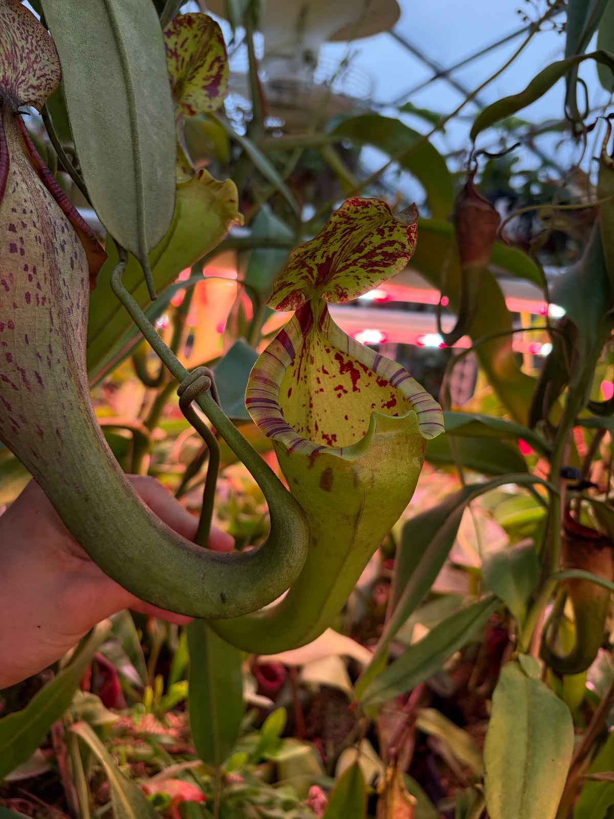 Nepenthes lowii x platychila ‚female‘ 40cm