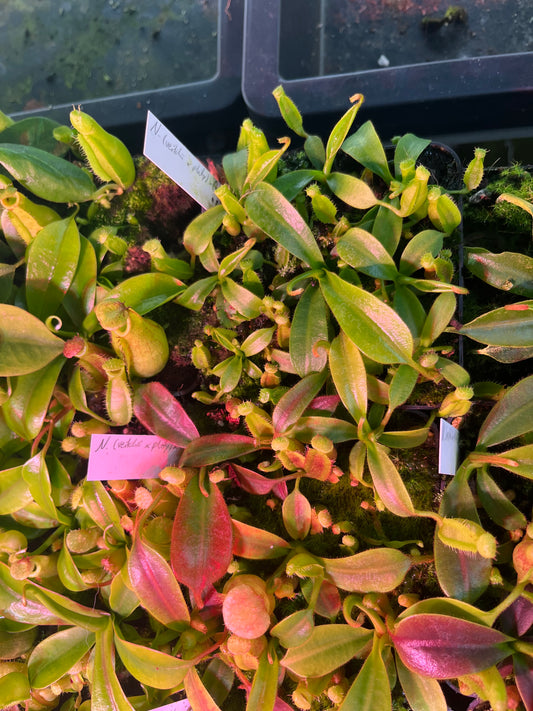 Nepenthes (veitchii x platychila) x (lowii x zakriana) 10cm