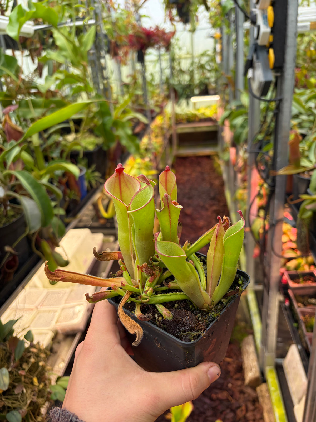 Heliamphora parva x sarracenoides (small)