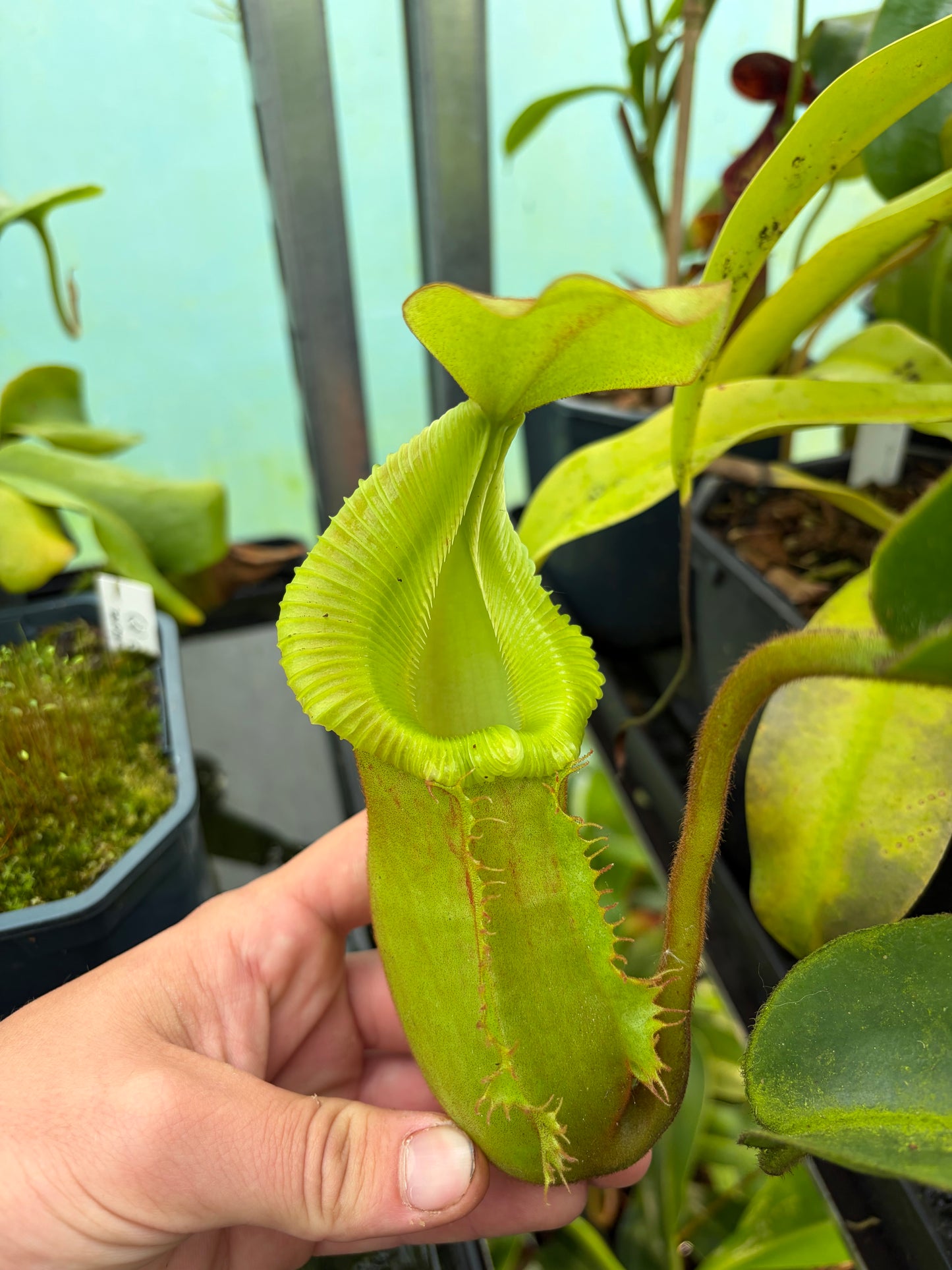 Nepenthes veitchii ‚bario‘ x trusmadiensis 40cm+