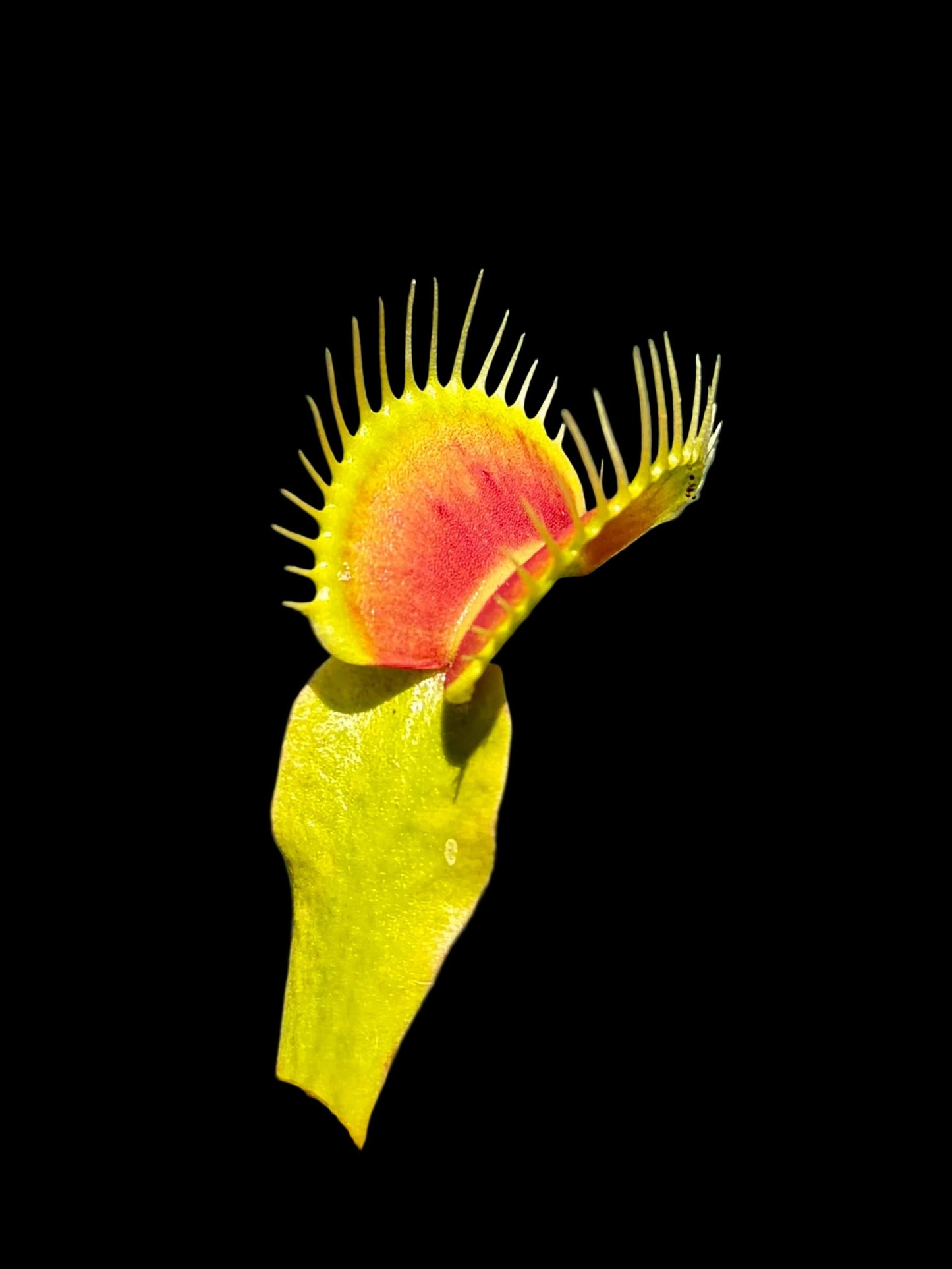 Dionaea muscipula 'Caroline state beach park'