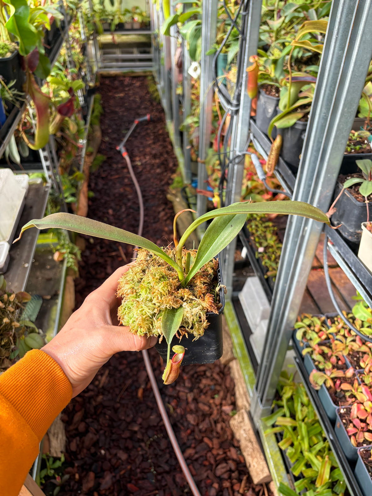 Nepenthes lingulata ‚SG‘ 15cm