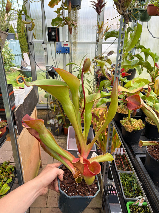 Heliamphora ionasii ‚Killer giant - Michael Schach‘ #4