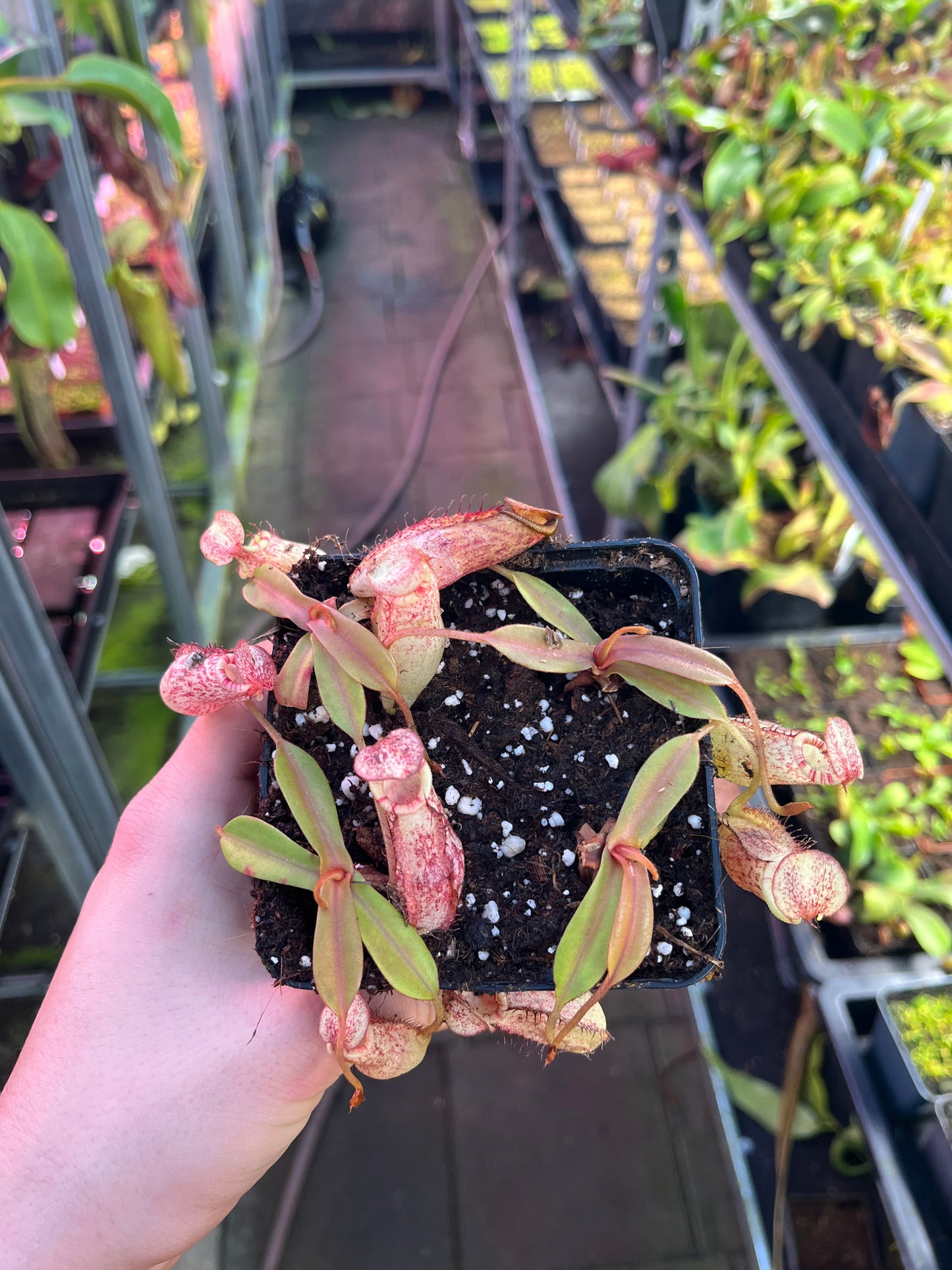 Nepenthes bongso x spectabilis 7cm