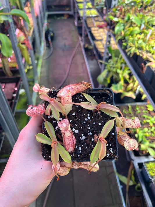 Nepenthes bongso x spectabilis 7cm