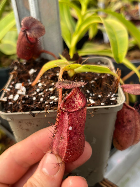 Nepenthes robcantleyi x palawanensis 7cm
