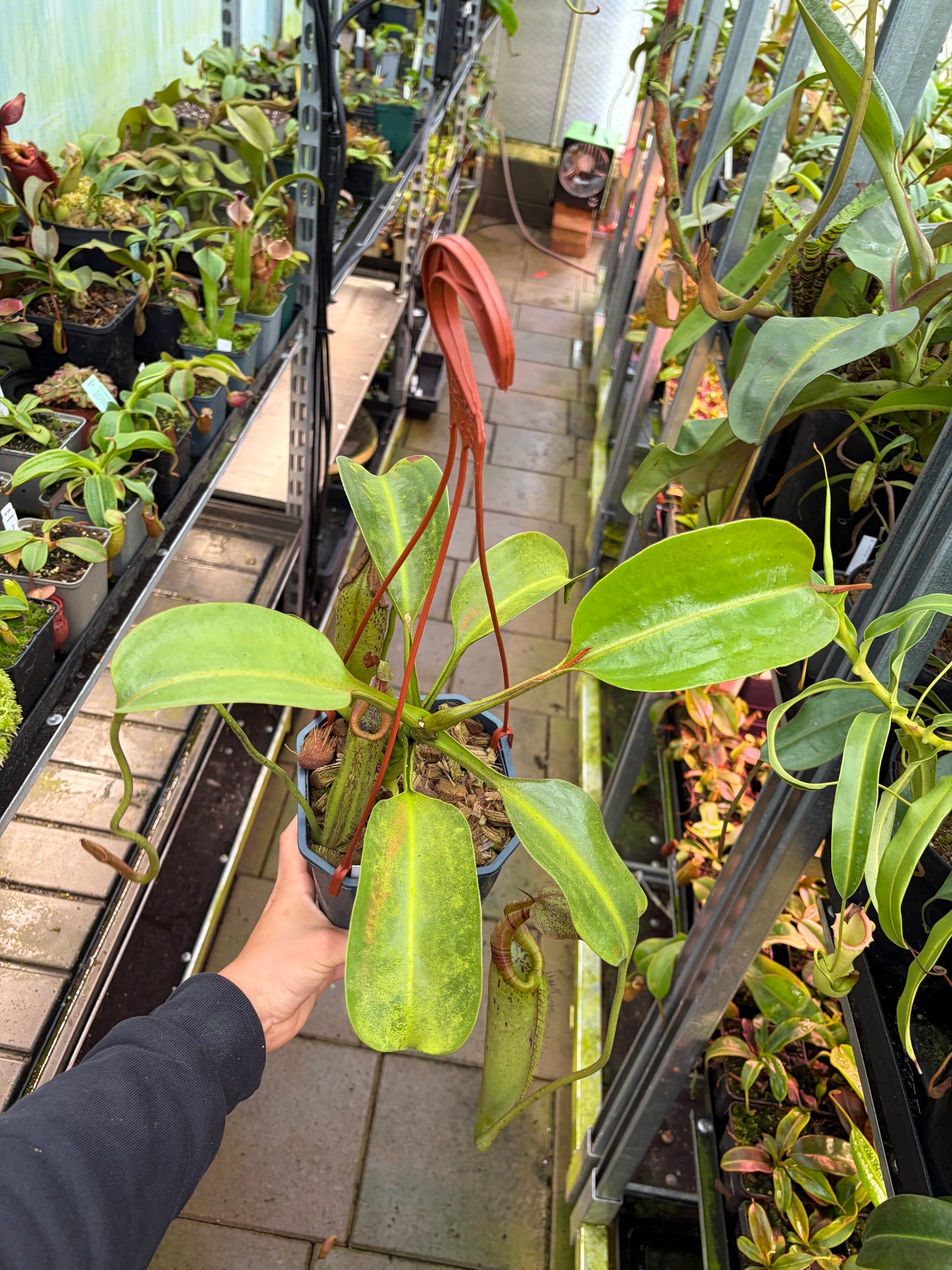 Nepenthes robcantleyi x zakriana
