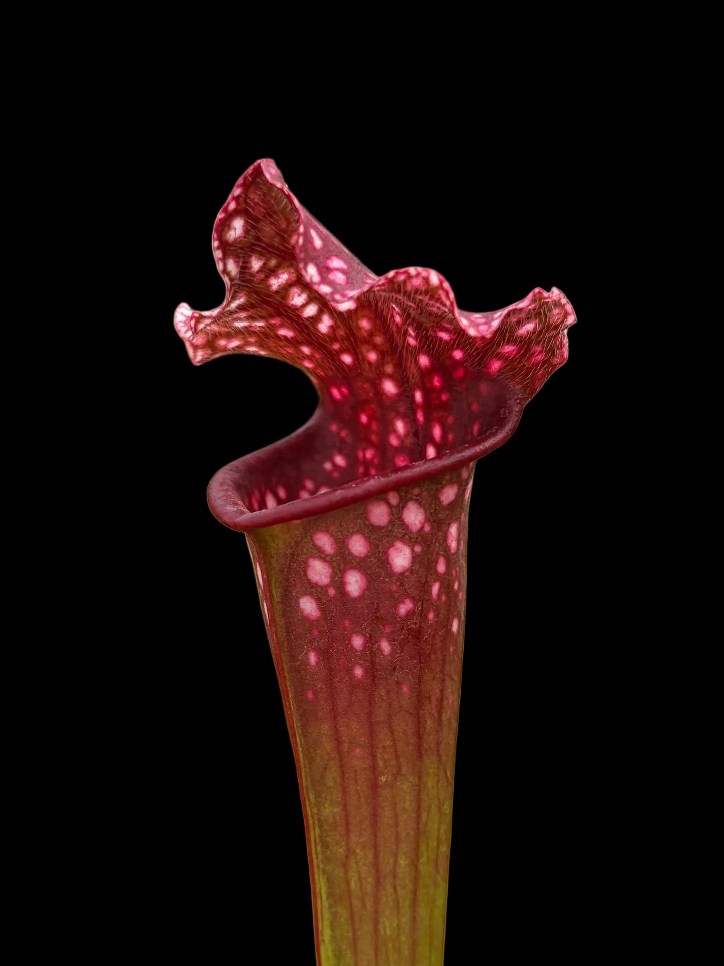Sarracenia leucophylla ‚Bonn Hybrid‘