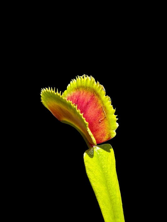 Dionaea muscipula 'Dentata'