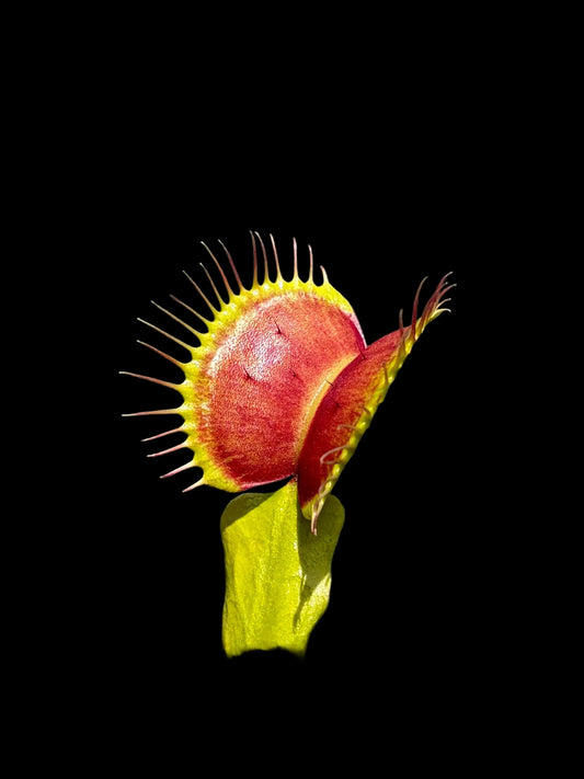 Dionaea muscipula 'B52'