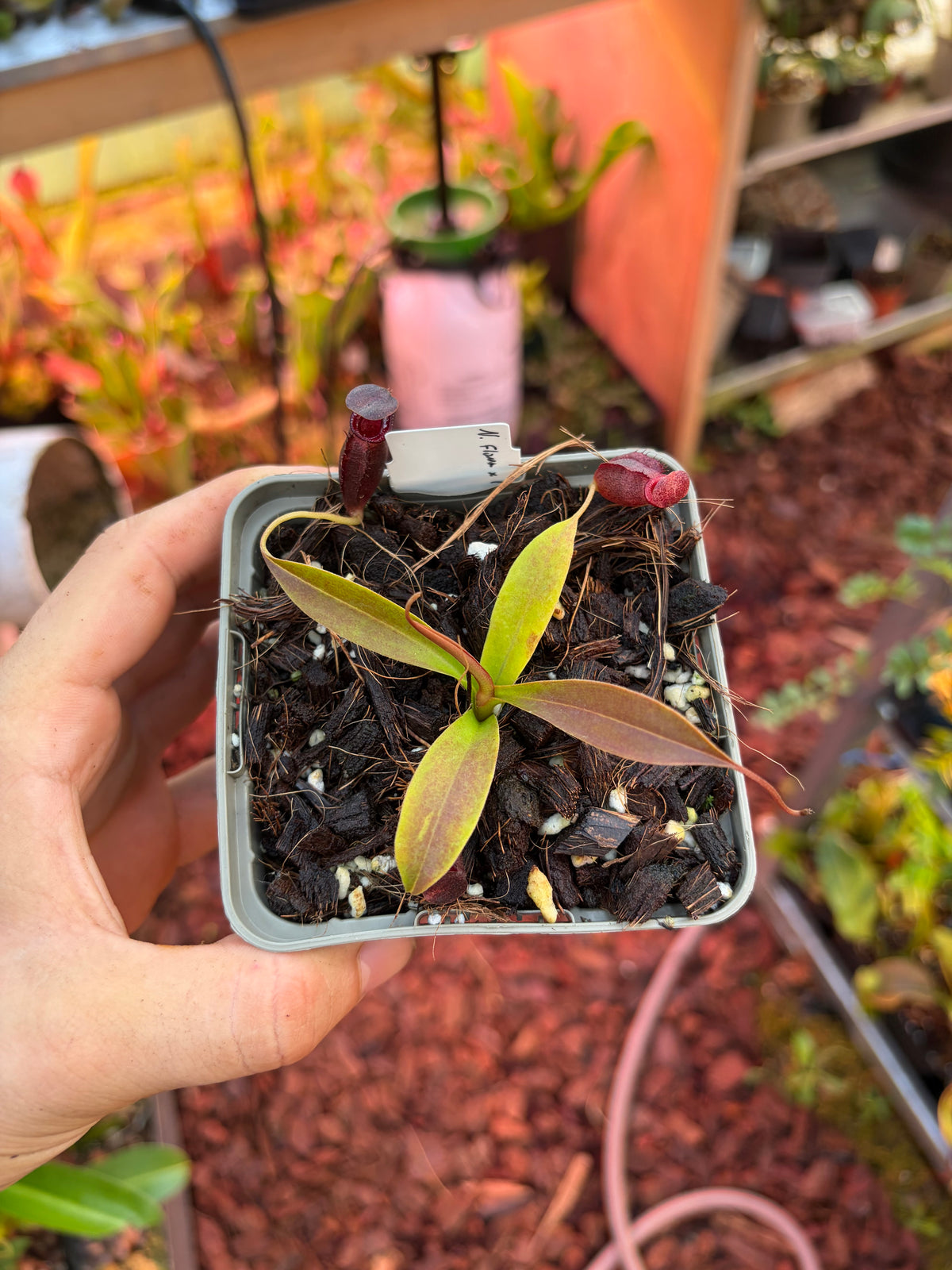Nepenthes flava x (izumiae x inermis)