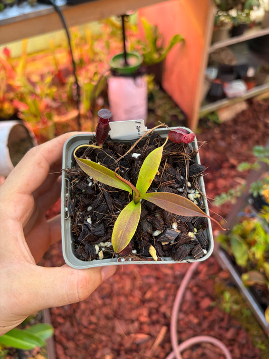 Nepenthes flava x (izumiae x inermis)