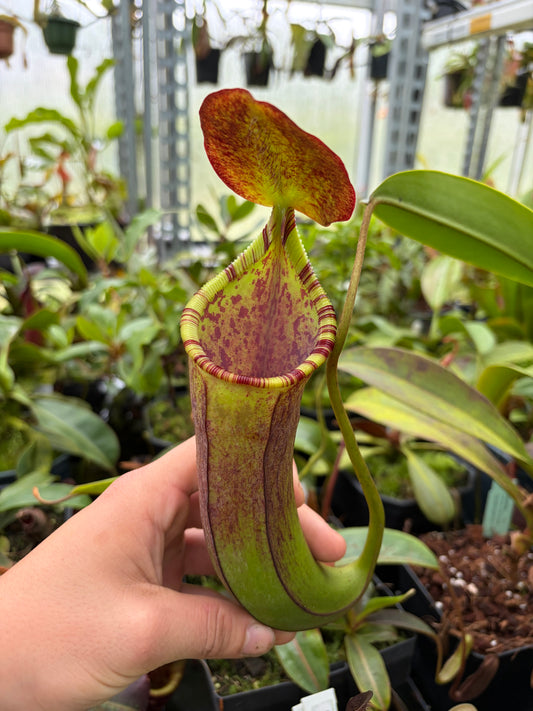 Nepenthes lowii x alba 30cm