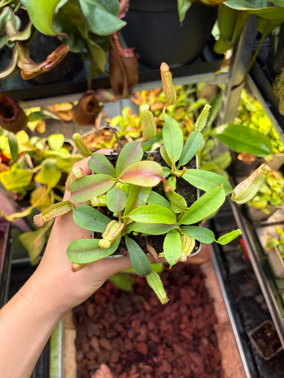 Nepenthes veitchii x (veitchii x boschiana) 7-10cm
