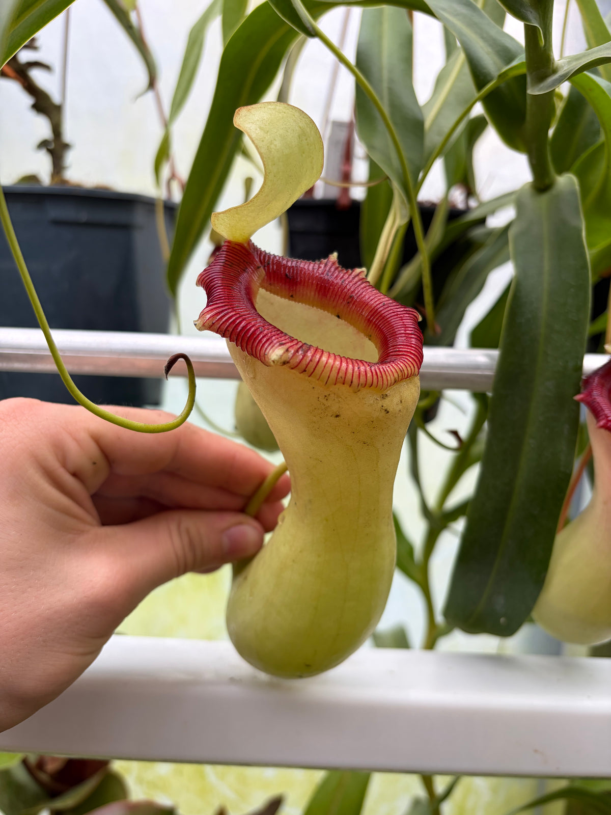Nepenthes ventricosa ‚porcelain - longwood clone‘ 50cm