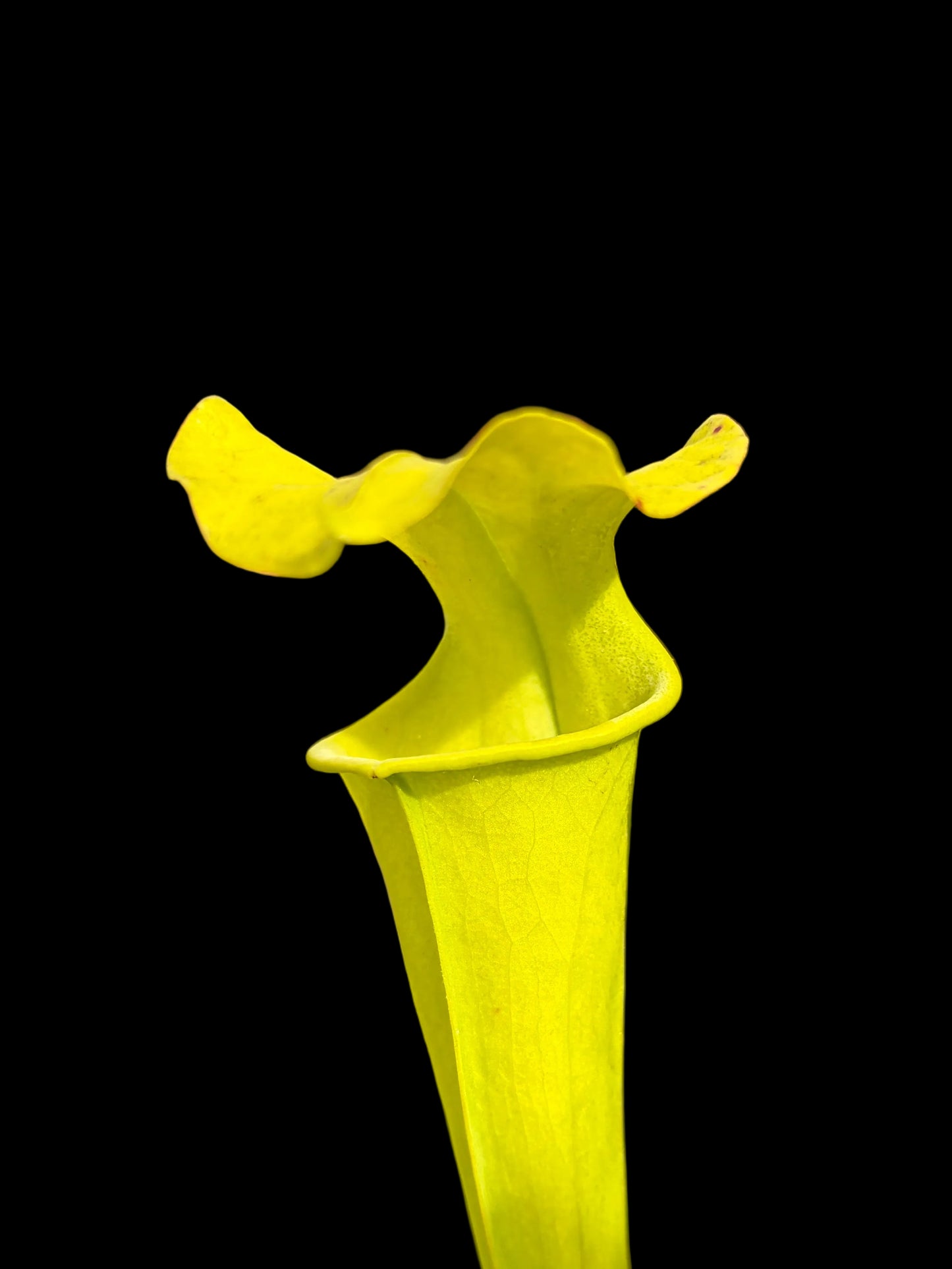 Sarracenia flava hybrid #014