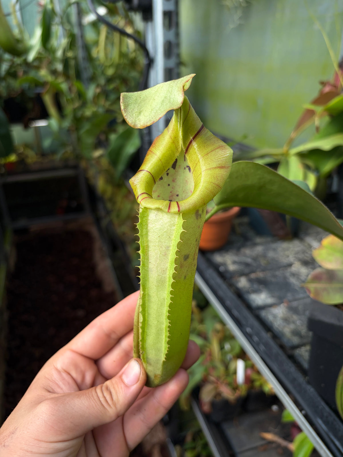 Nepenthes (lowii x platychila) x veitchii ‚candy striped‘