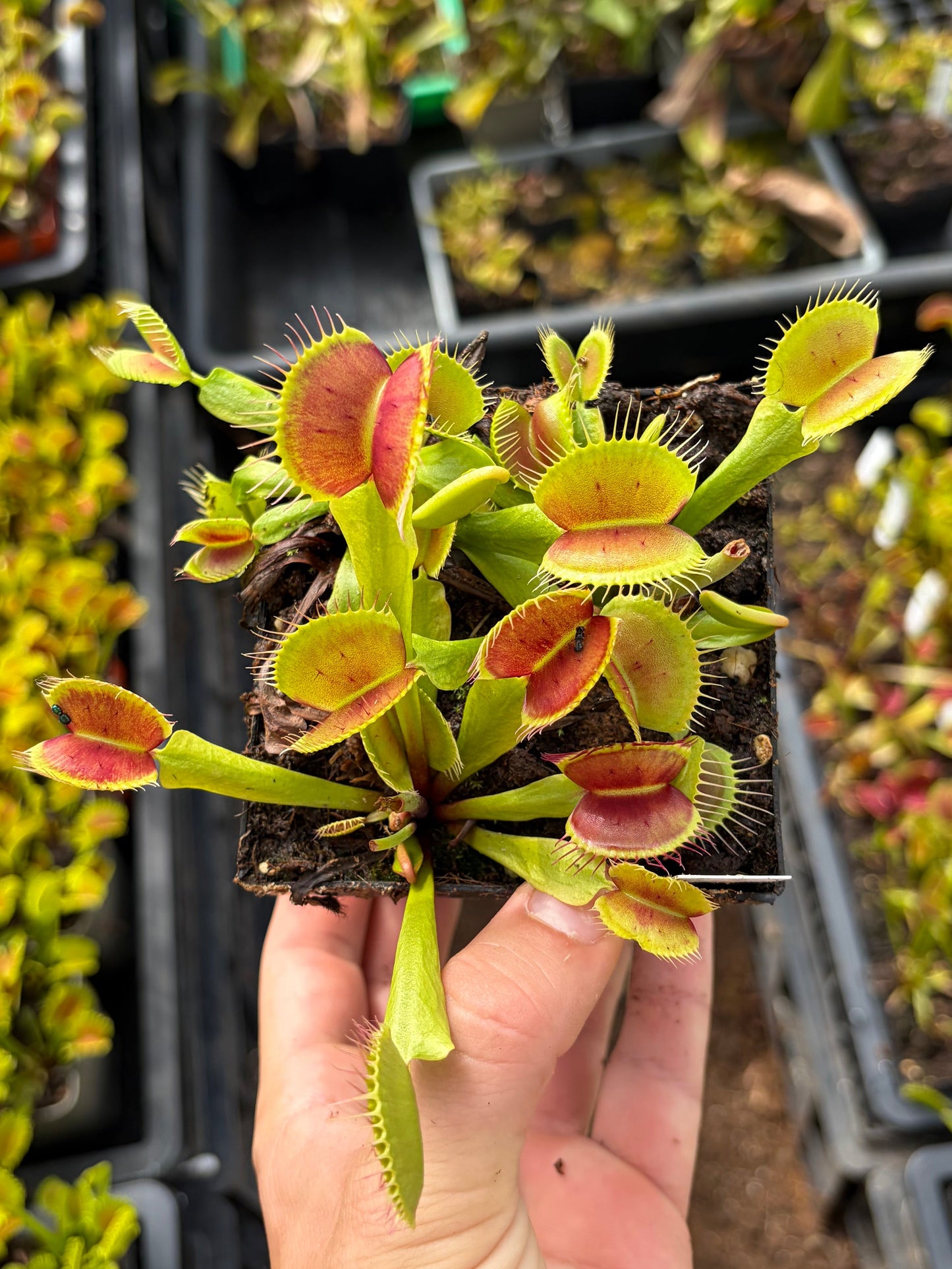 Dionaea muscipula 'B52'