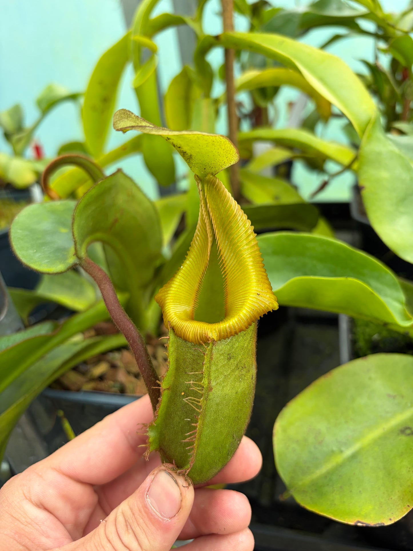 Nepenthes veitchii ‚bario‘ x trusmadiensis 40cm+