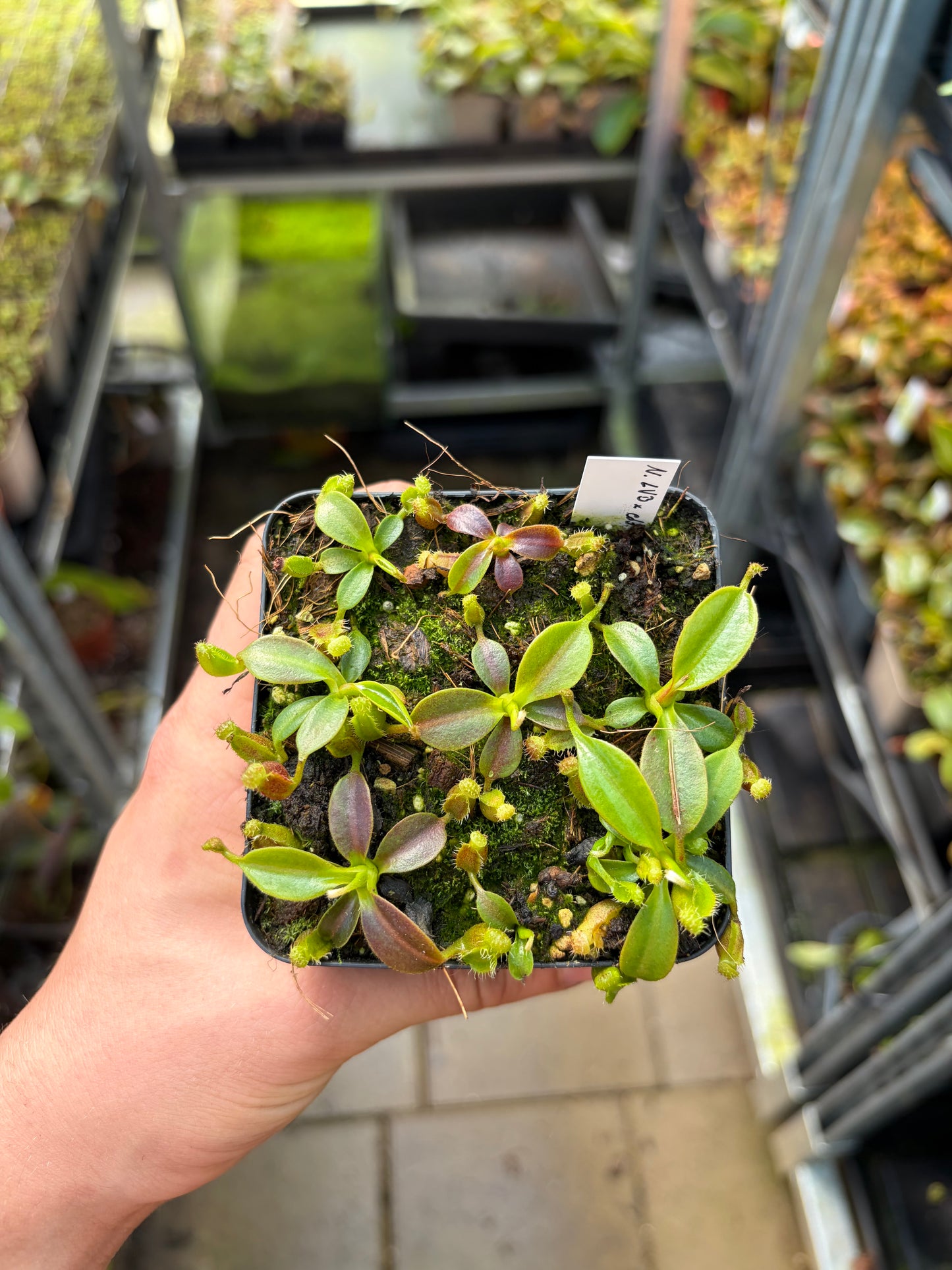 Nepenthes [(lowii x veitchii) x boschiana] x edwardsiana 5cm