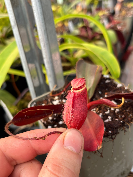 Nepenthes peltata x attenboroughii 10cm