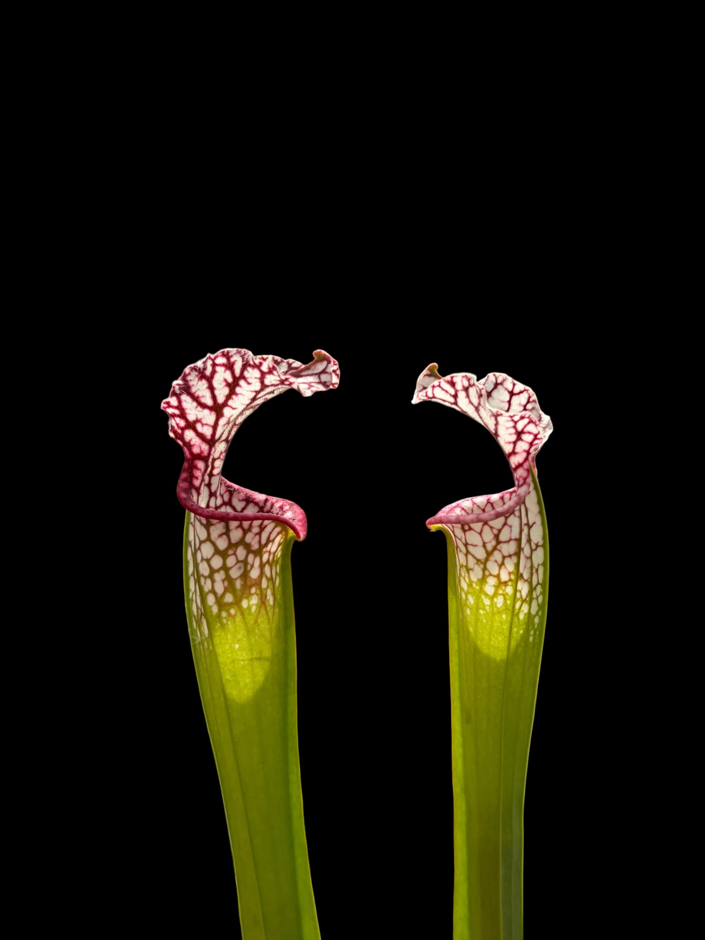 Sarracenia leucophylla #030
