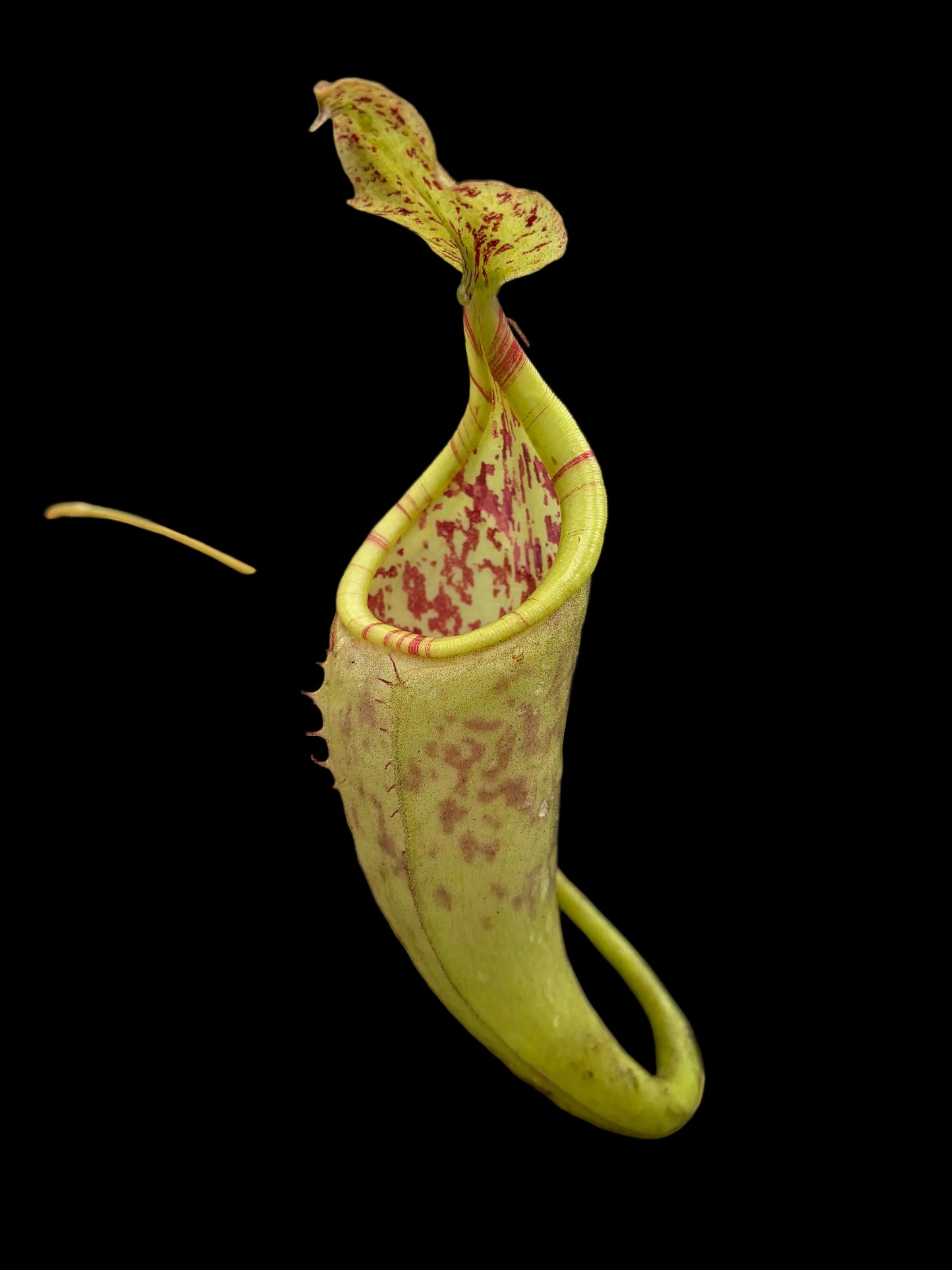 Nepenthes eymae ‚rooted cutting‘