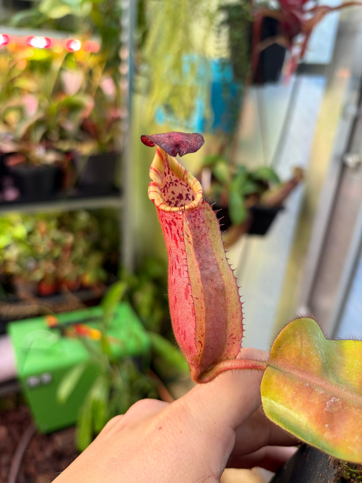 Nepenthes veitchii ‚candy x F2‘ #3 15cm