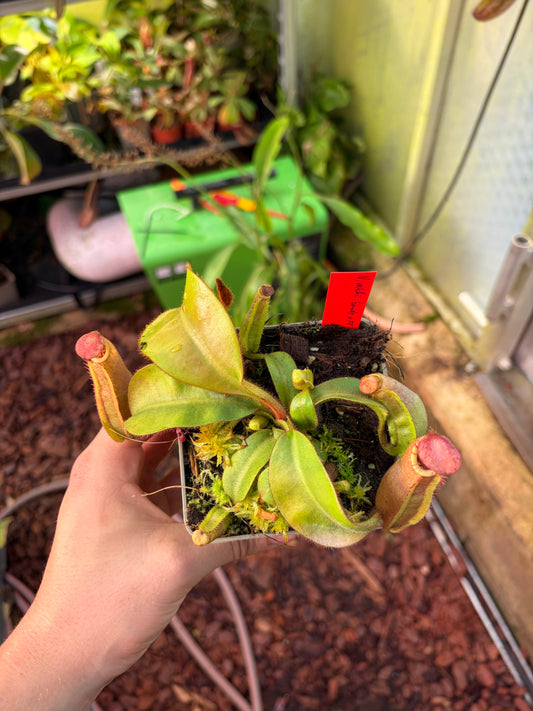 Nepenthes veitchii ‚candy x F2‘ #6 12cm