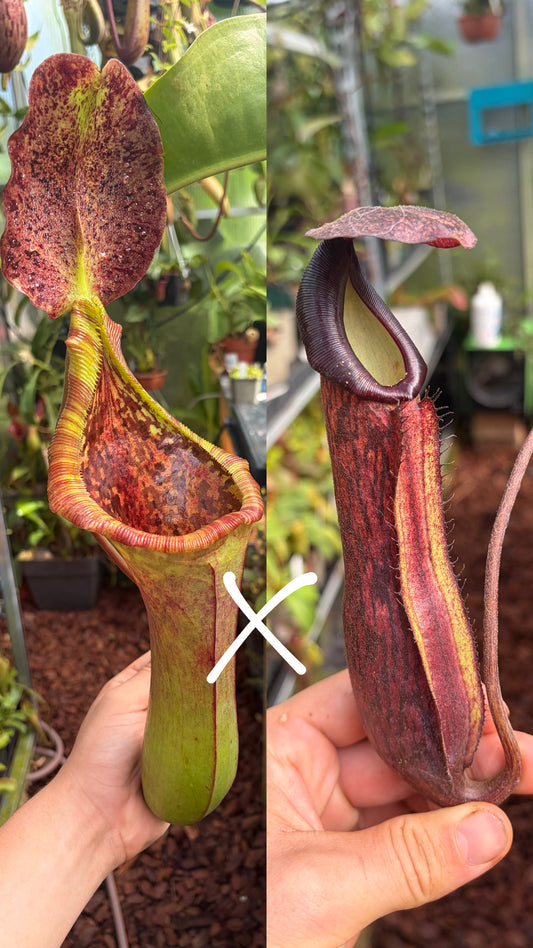 Nepenthes (lowii x truncata ‚squat‘) x boschiana ‚dark‘ 7cm