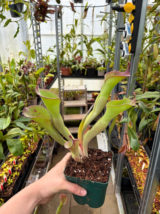 Heliamphora huberi (Anga) x parva #6
