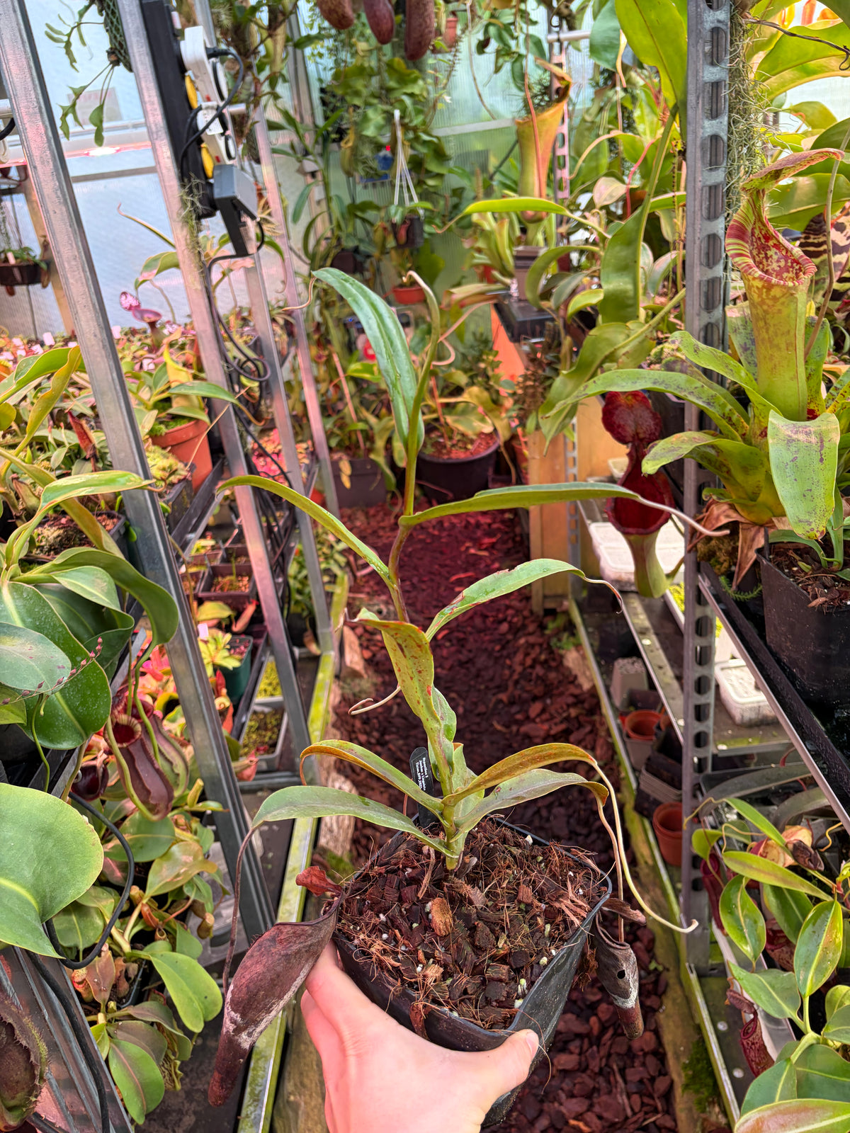Nepenthes jamban x lingulata 30cm