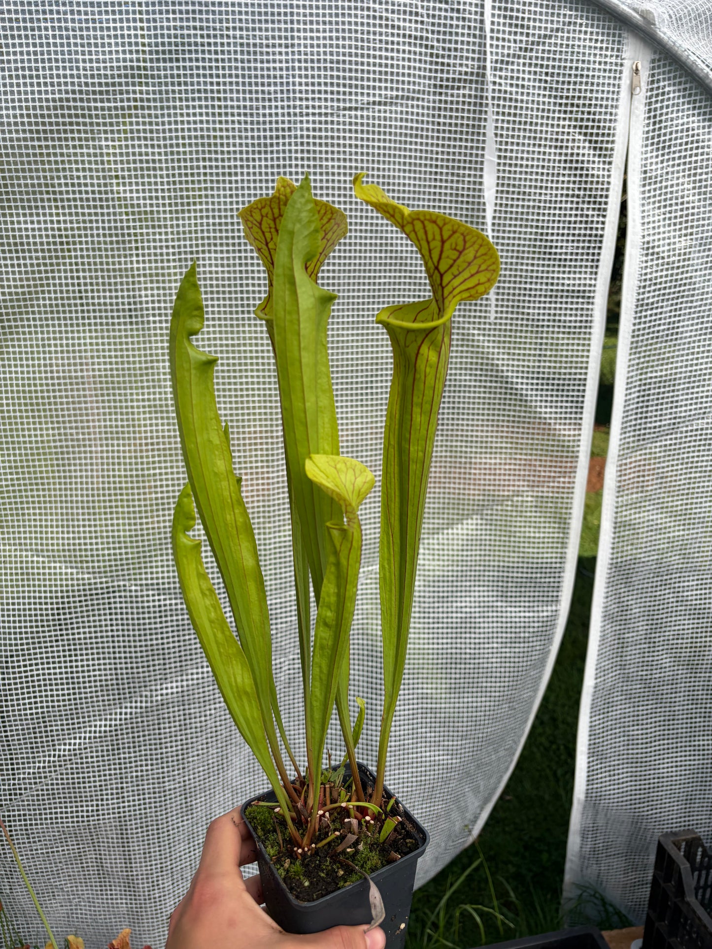 Sarracenia flava var. ornata Improved black veins x self