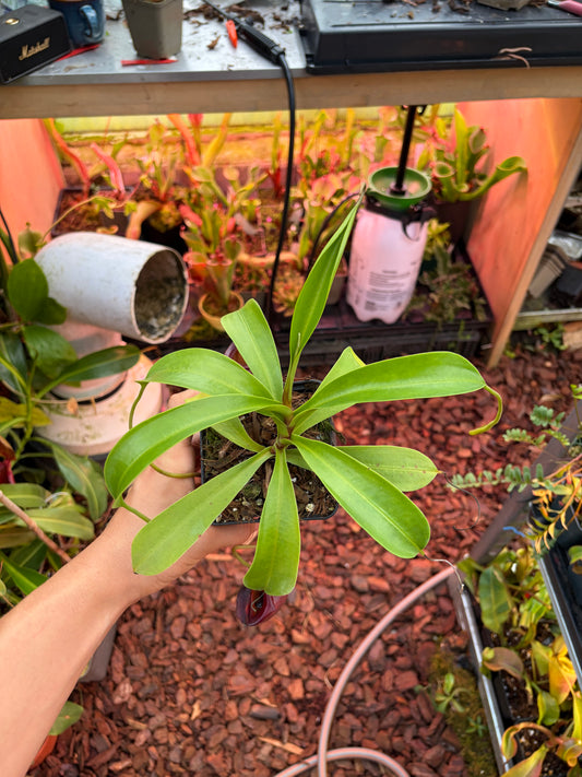 Nepenthes flava 15cm+
