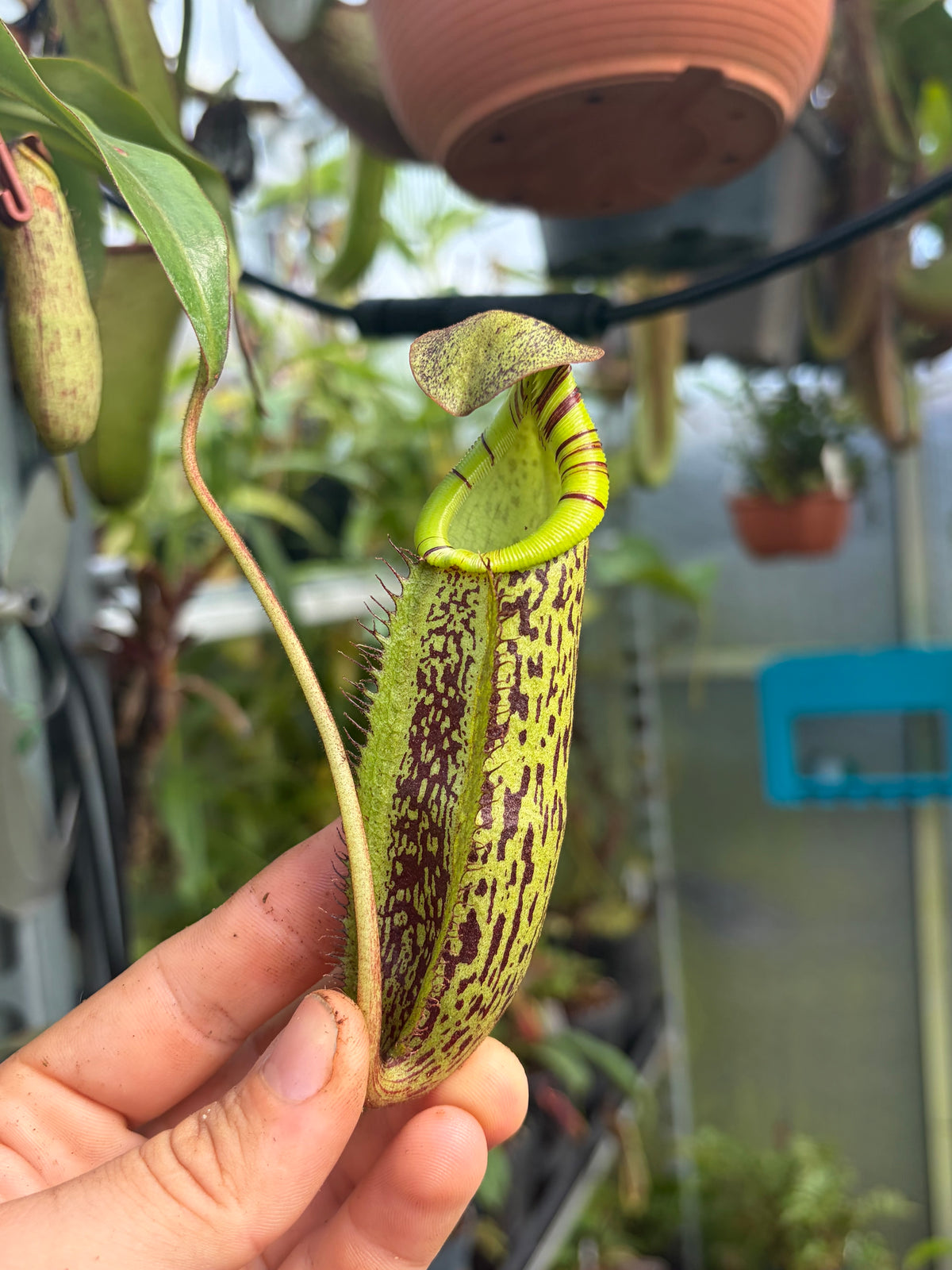 Nepenthes spectabilis ‚Bandahara‘ 10cm