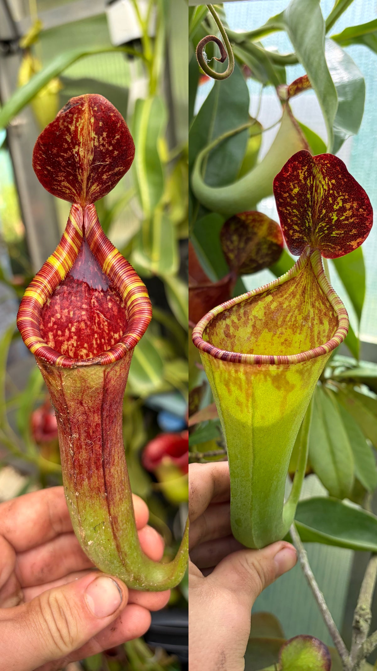 Nepenthes copelandii x lowii 30cm+