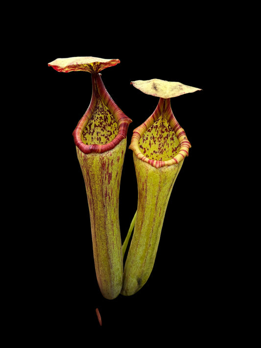 Nepenthes truncata x boschiana 'EP female'