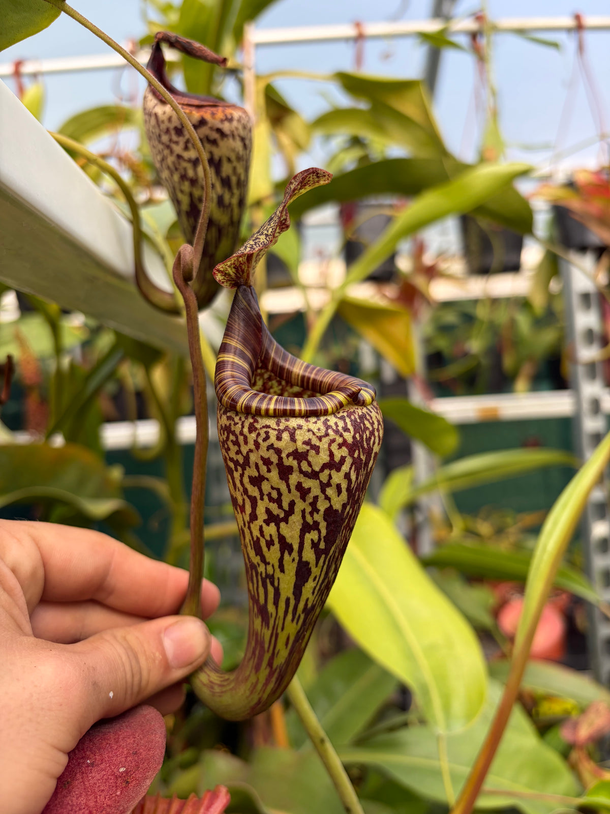 Nepenthes vogelii ‚rooted cutting‘