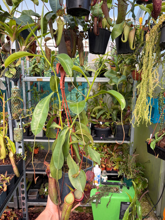 Nepenthes tobaica x trusmadiensis 50cm+