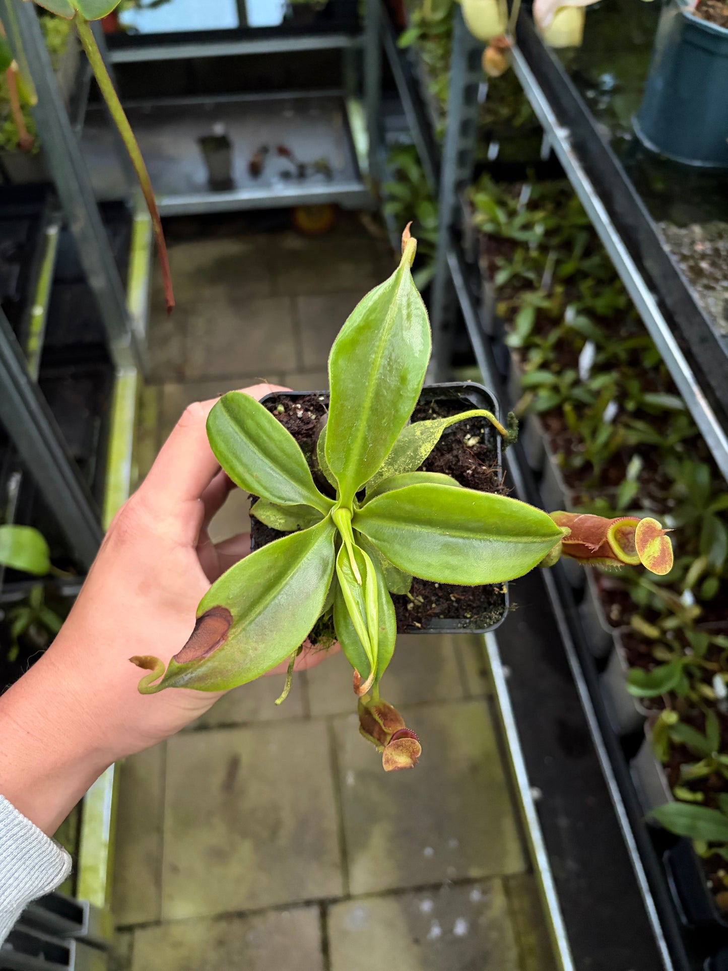 Nepenthes (izumiae x trusmadiensis) x trusmadiensis 10cm