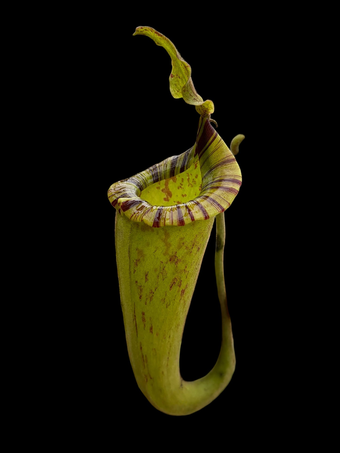 Nepenthes platychila x (maxima x zakriana) ‚Rooted cutting‘