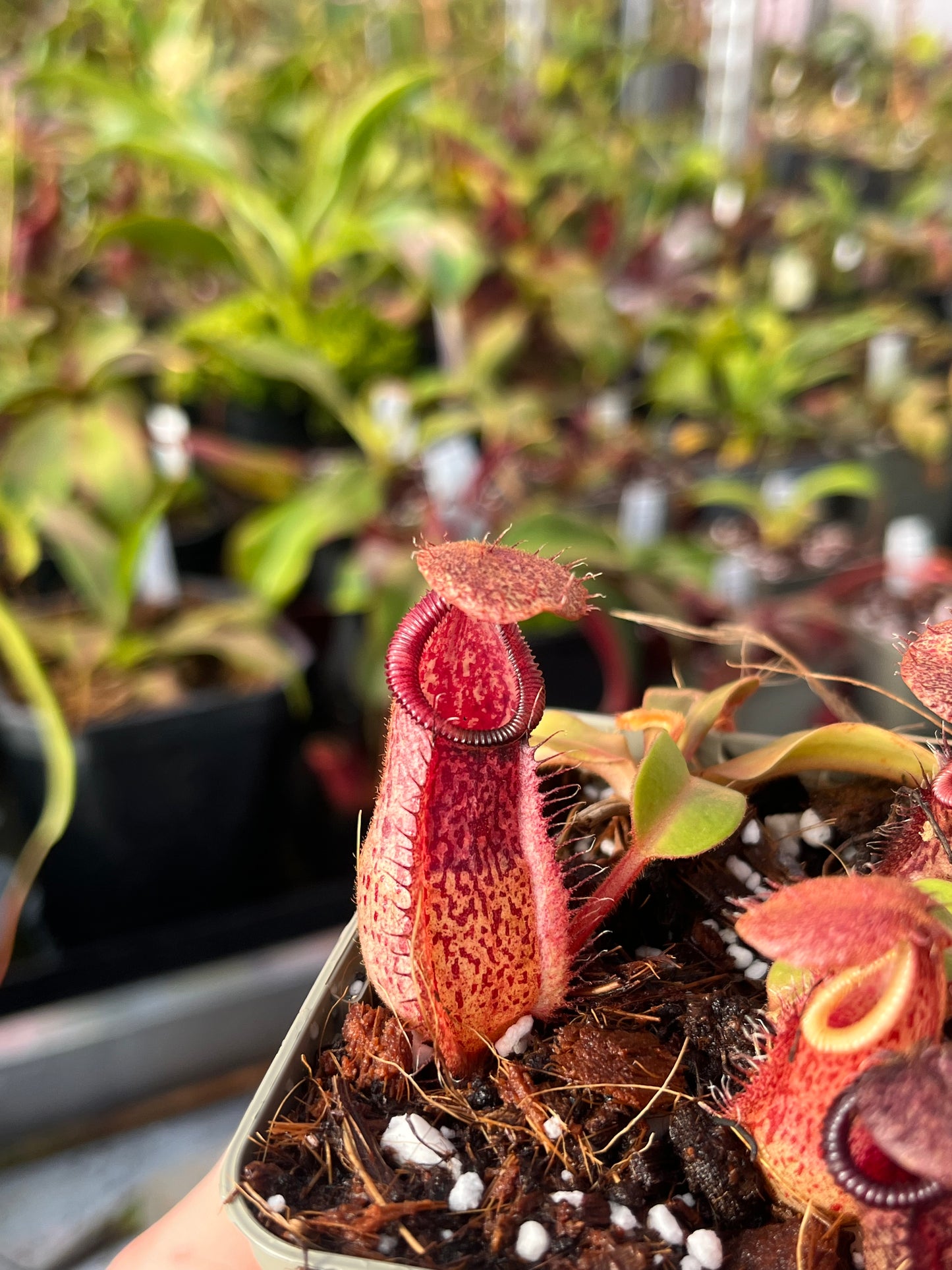 Nepenthes hamata x truncata 7cm