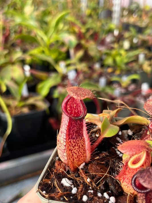Nepenthes hamata x truncata 7cm