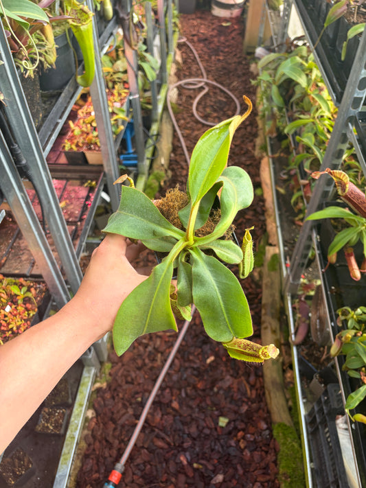 Nepenthes (veitchii x platychila) x mollis